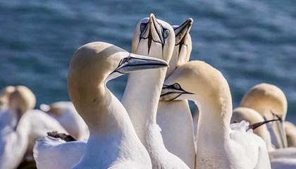 开云体育官网app-赛程密集与欧战赛程对阵容轮换策略影响，欧战新赛制