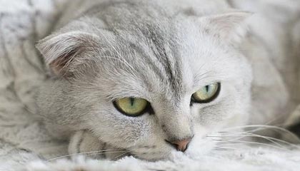 开云体育官网app-赛程密集与欧战赛程对阵容轮换策略影响，欧战新赛制