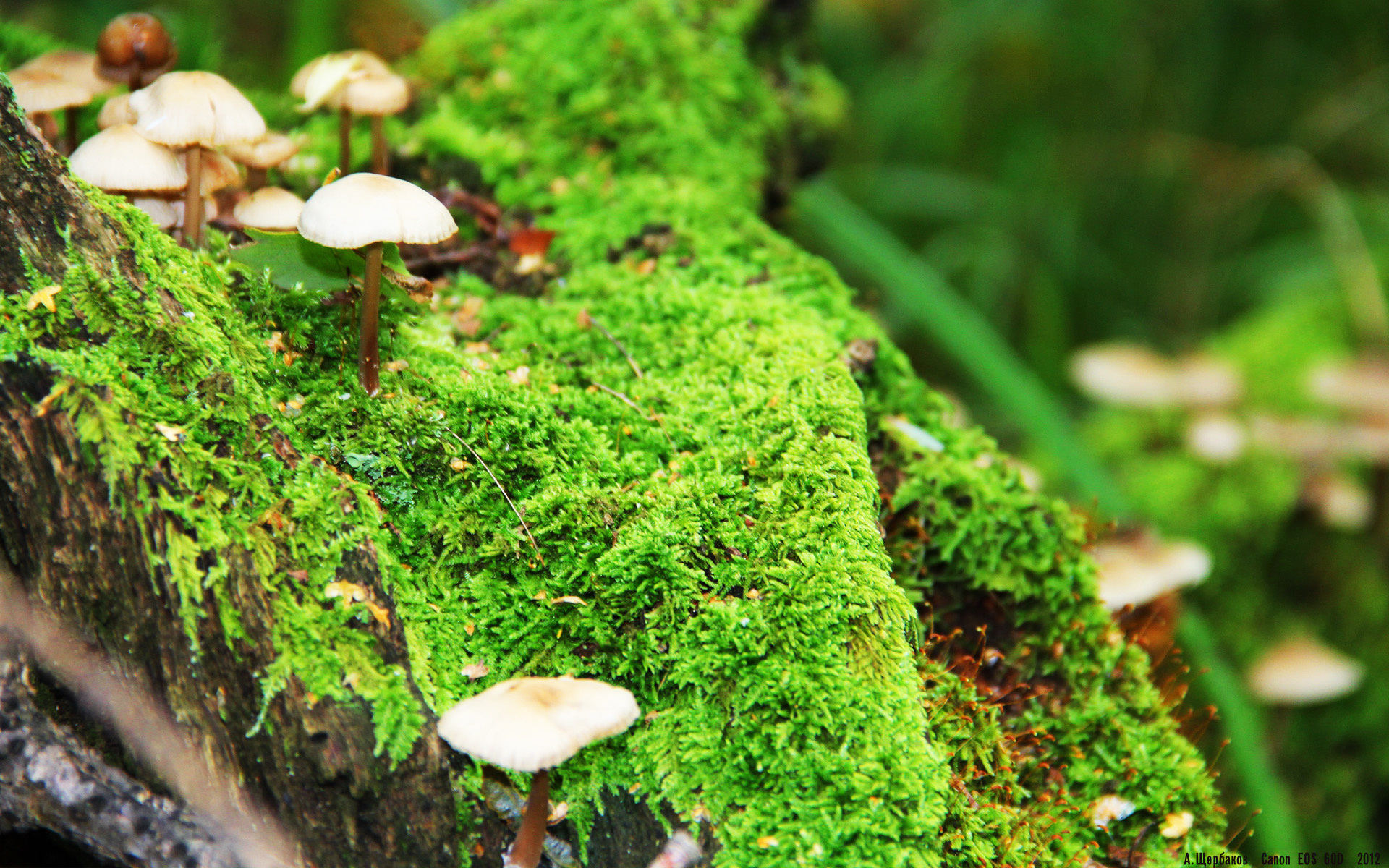 全国大学生篮球联赛圆满结束,2020年全国大学生篮球联赛结果