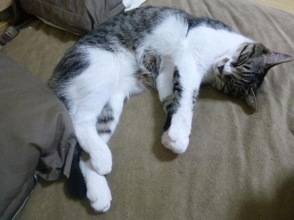 开云网页版-库里：三分球技术的创新发展史，库里三分球教学视频