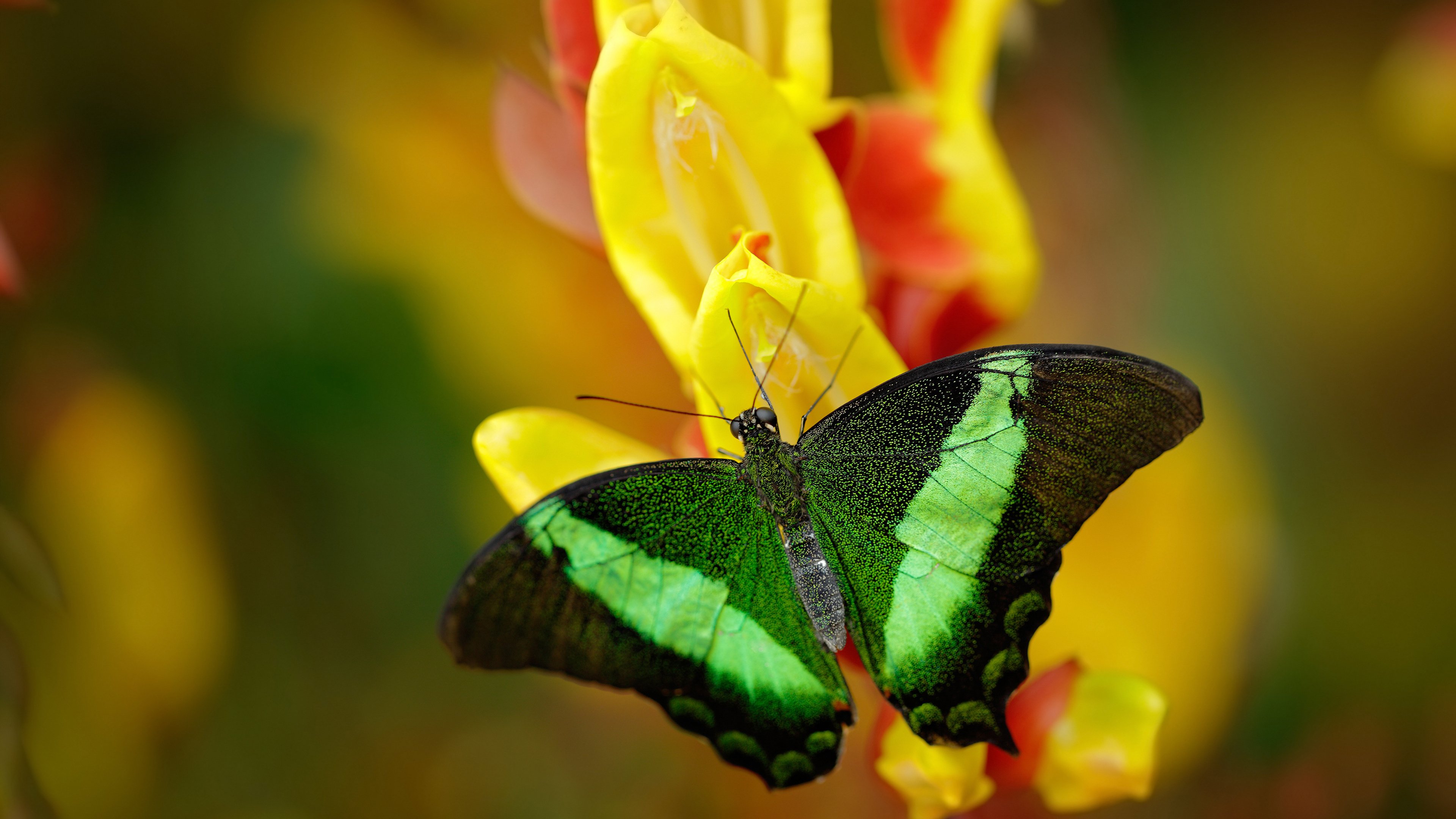 未来篮球:AI智能分析助力球员精益求精!,人工智能 篮球
