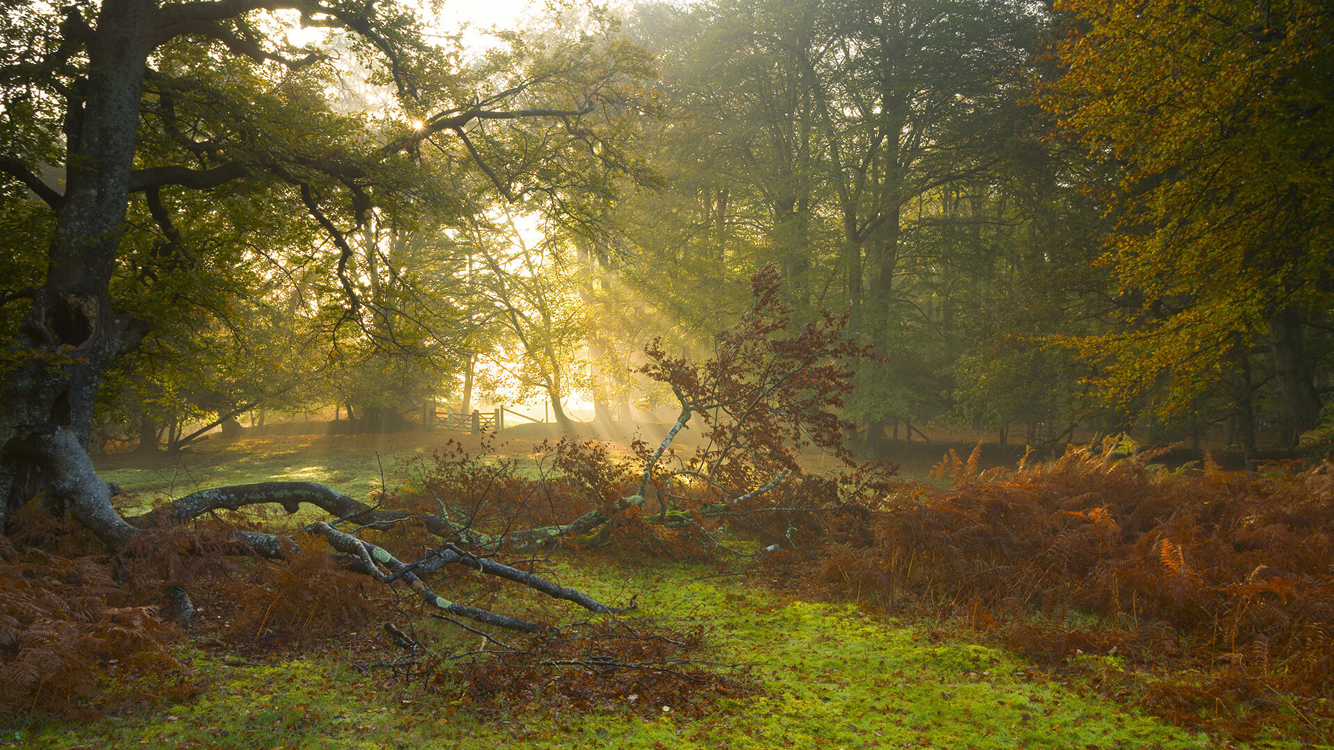 中国篮球运动员国际表现，中国篮球运动员得分排名
