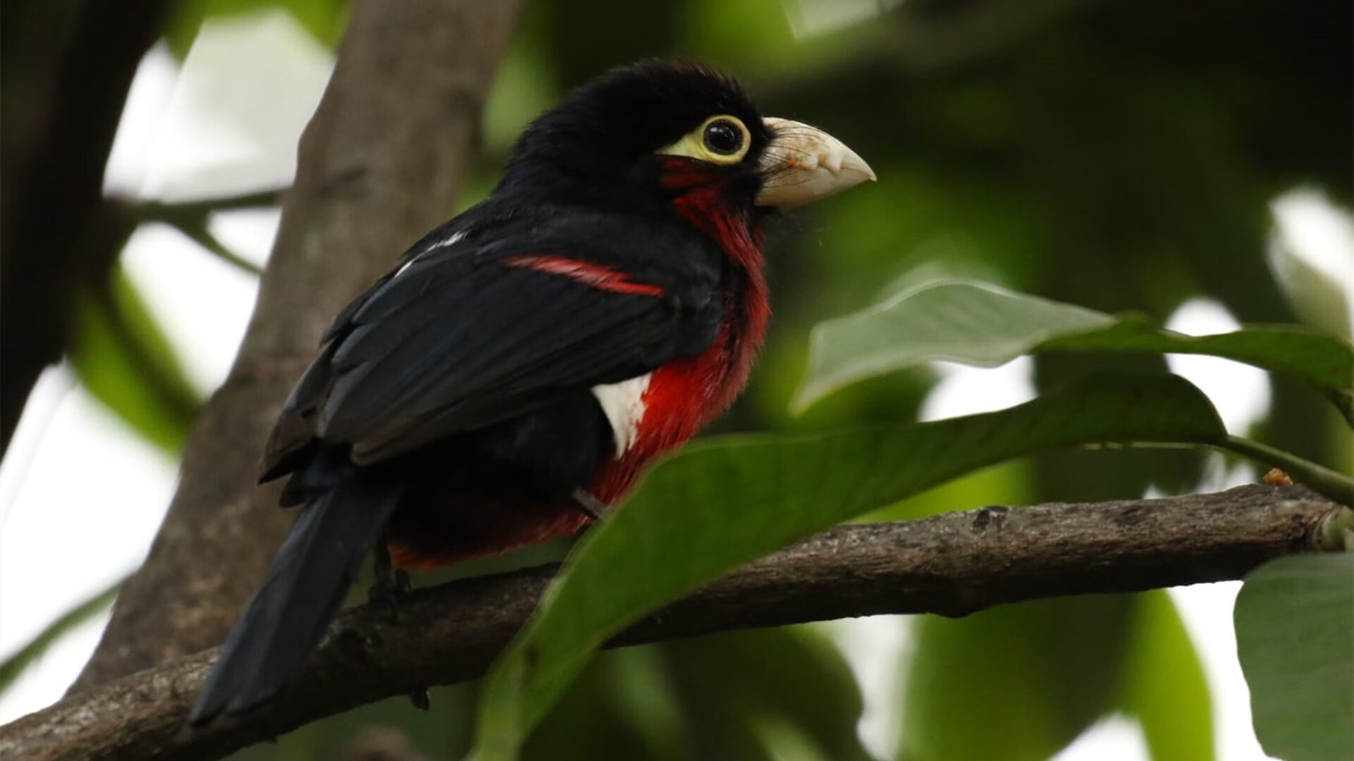 kaiyun.com-伊朗球队防守强度持续提升，伊朗队强吗