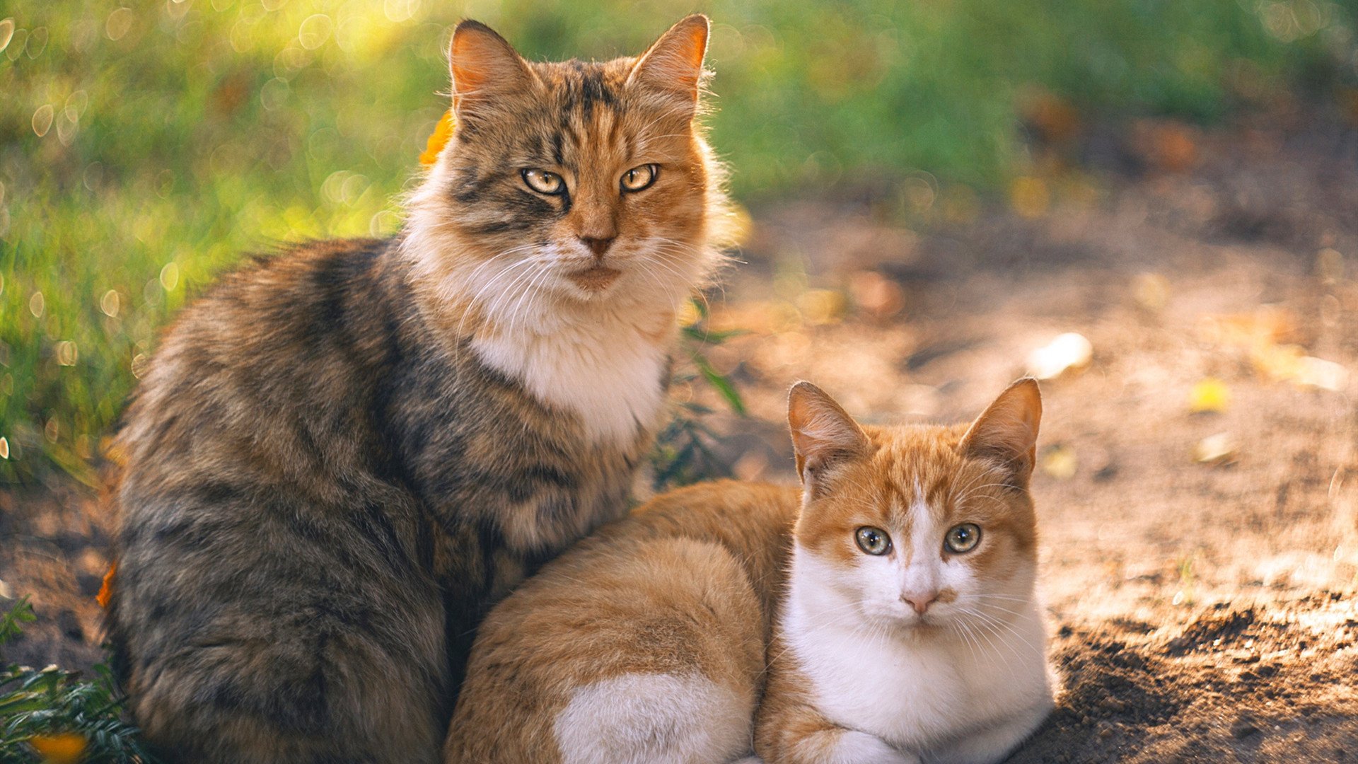 切尔西胜多特蒙德:晋级希望渺茫,切尔西 timo