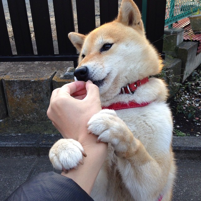 开云体育APP下载-圣保罗后卫卢卡斯·贝拉尔多在南美杯中表现抢眼，吸引关注，保罗贝纳多 卡拉