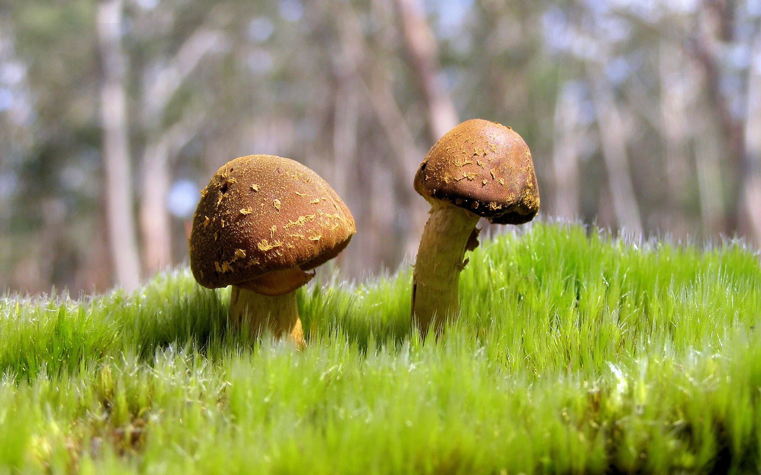 多特蒙德迎战尤文图斯:双方巅峰对决,多特蒙德对阵