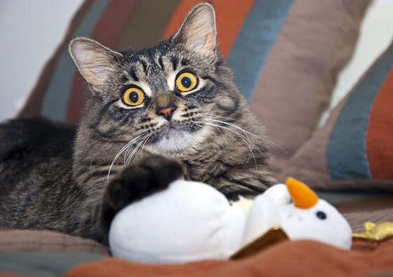 季后赛轮换是否需要更多弹性,季后赛多少人轮换