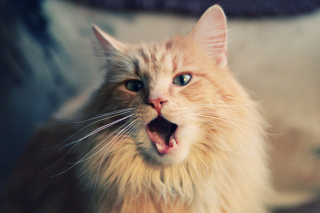 帕尔梅拉斯队员战术执行力强,帕尔梅拉斯vs累体育