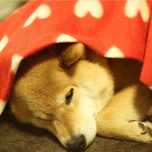 开云中国-弗拉门戈球员配合默契提升，弗拉门戈比赛视频