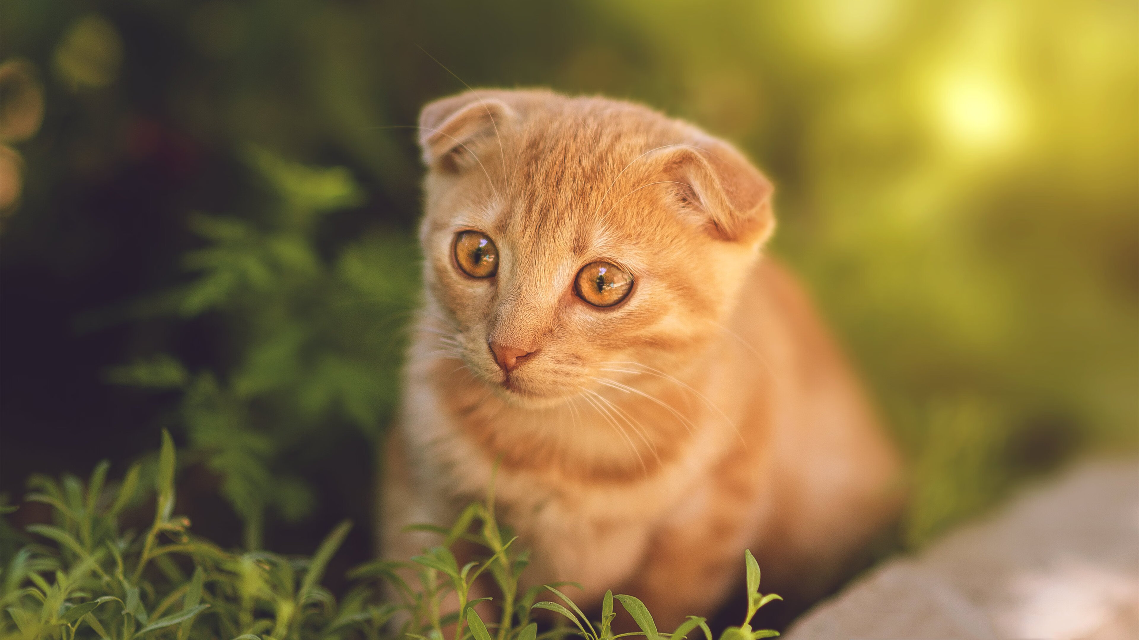 kaiyun官方入口登录-掘金主场胜单元，约基奇决胜局掷地有声领军，掘金约基奇哪里人