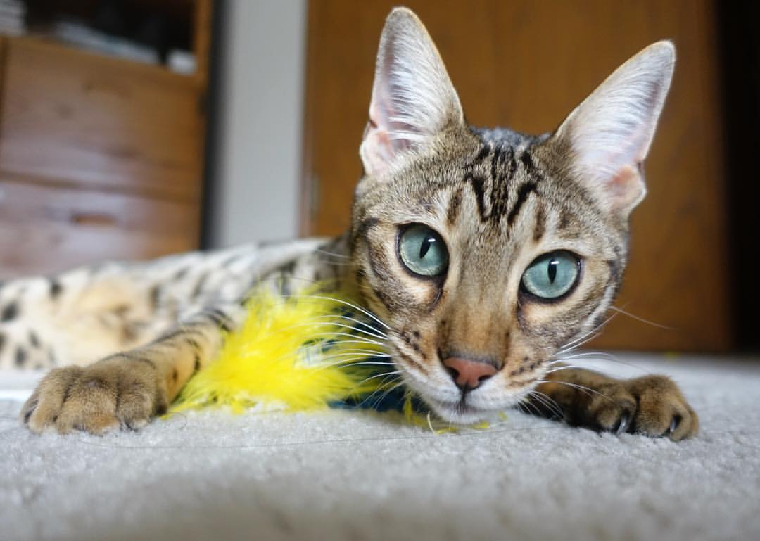 kaiyun中国官方网站-欧国联比赛：冰岛队击败芬兰队晋级，冰岛队欧洲杯最好成绩