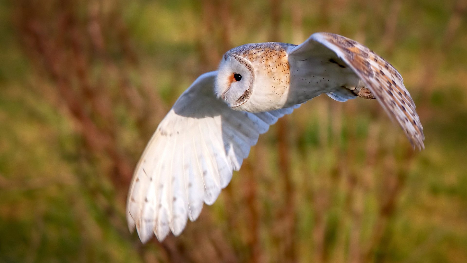 横滨水手队长续约成功，横滨水手ds