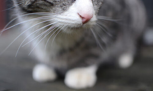 kaiyun网站-法兰克福客场逆转取胜，继续保持领先优势，法兰克福俱乐部官网