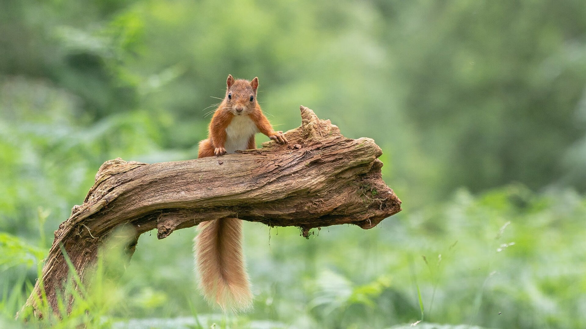 灰熊队遭遇人员伤缺，疲于奔命争取胜利，灰熊队视频