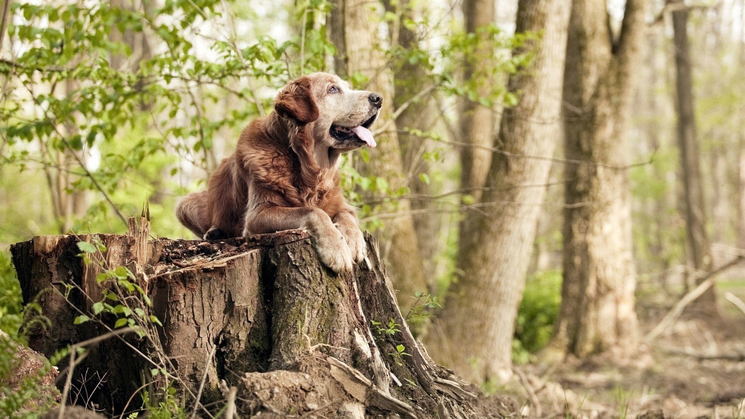 罗马欲战胜尼斯,实力挑战法甲赛场,罗马 vs