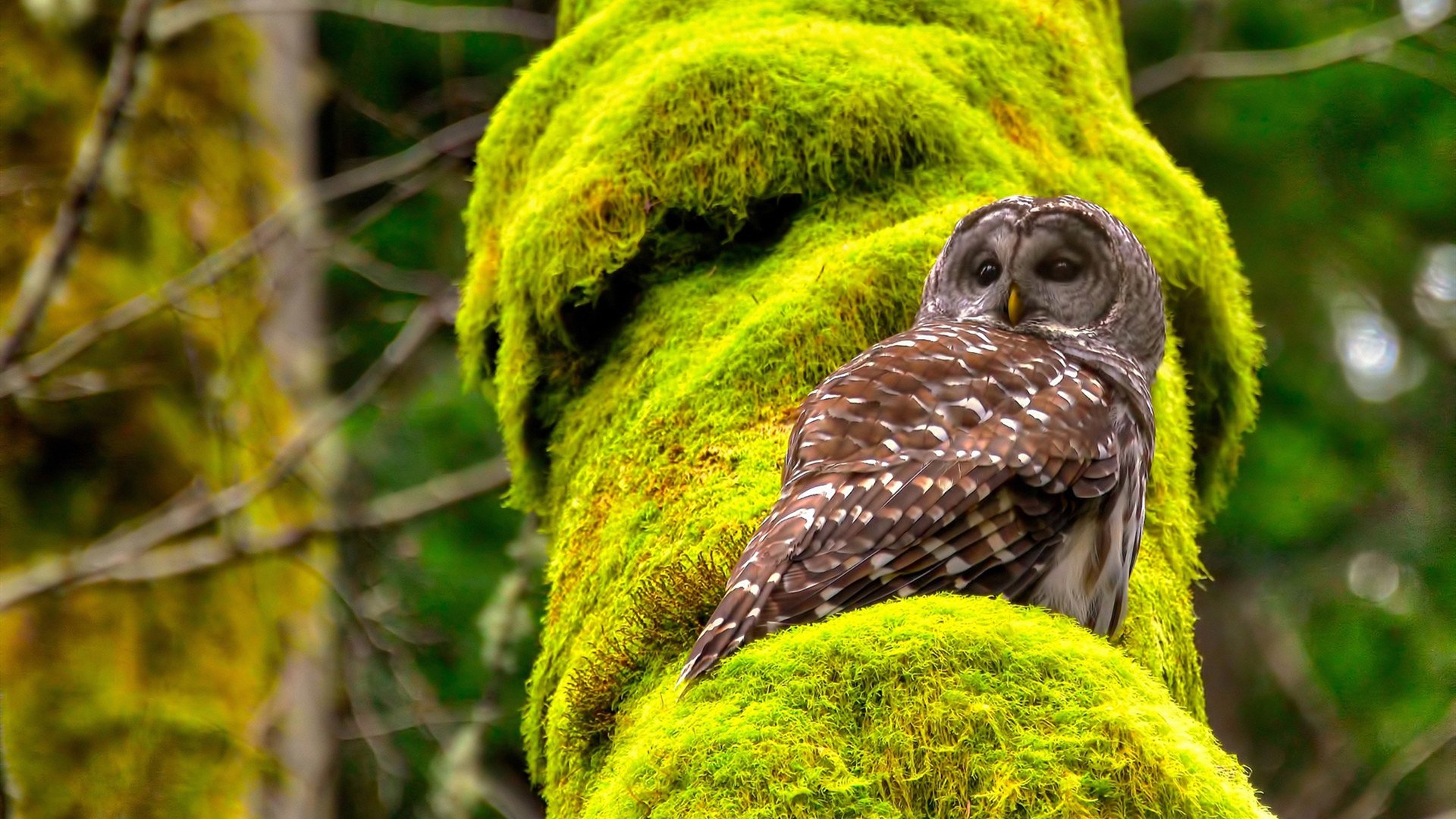 霍芬海姆vs法兰克福_ 中场对决,德甲霍芬海姆对法兰克福