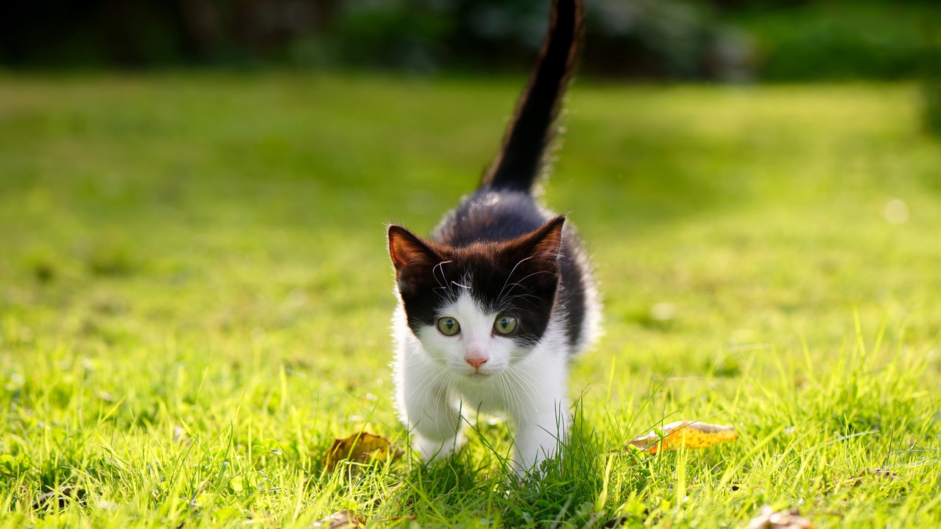 NBA联盟裁判制度与联赛公信力建设,nba裁判决定比赛