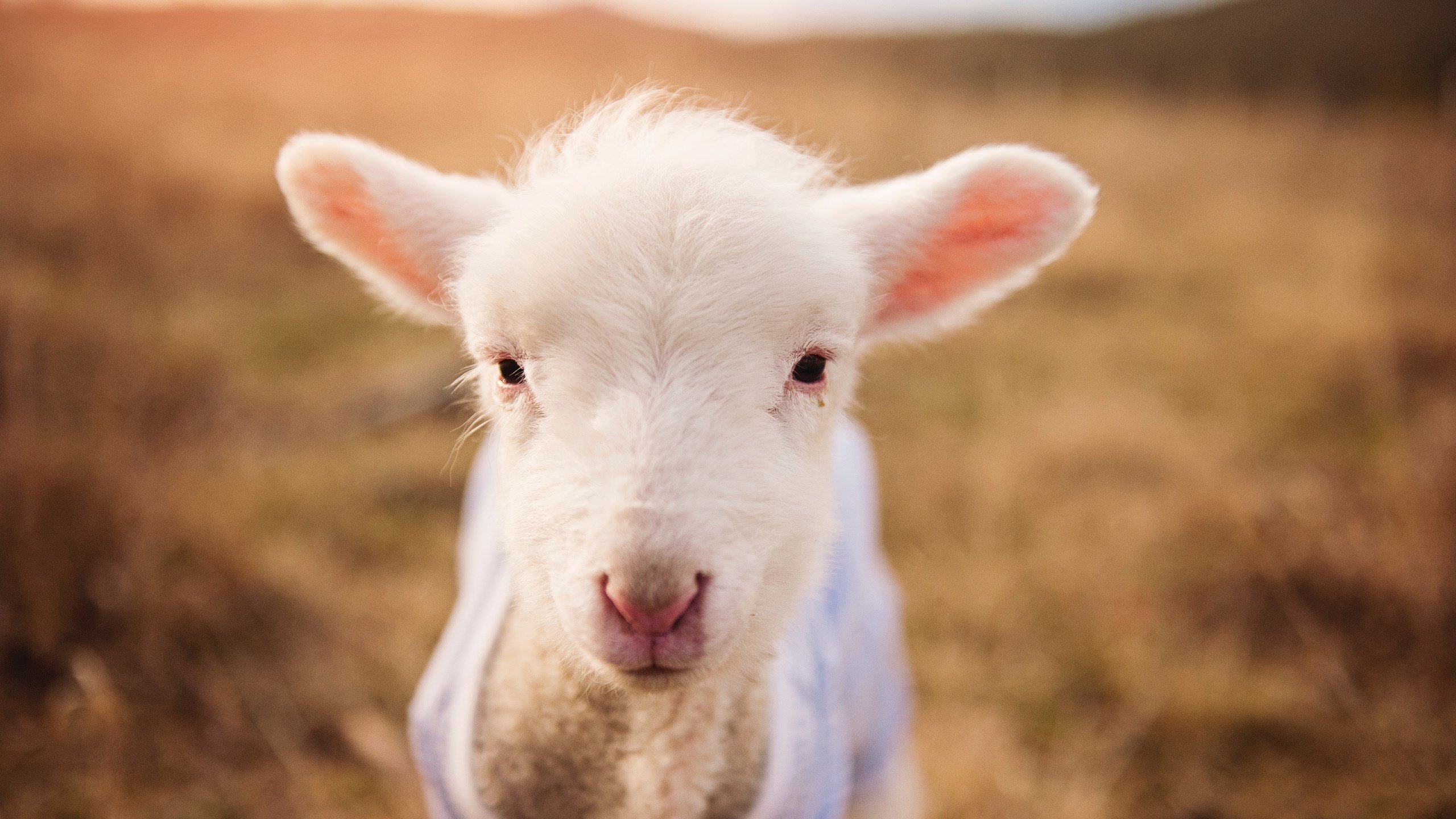 开云体育-中国篮球职业联赛市场营销策略分析与实施，篮球的市场营销