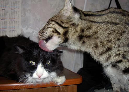 未来青训：生态系统构建助推足球强国梦，足球生态系统建设