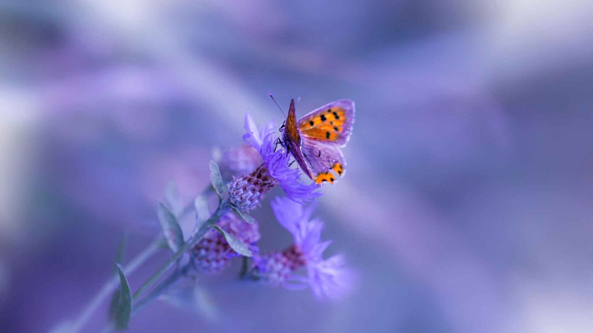 巴黎边中结合制造出更多破门机会,巴黎边界