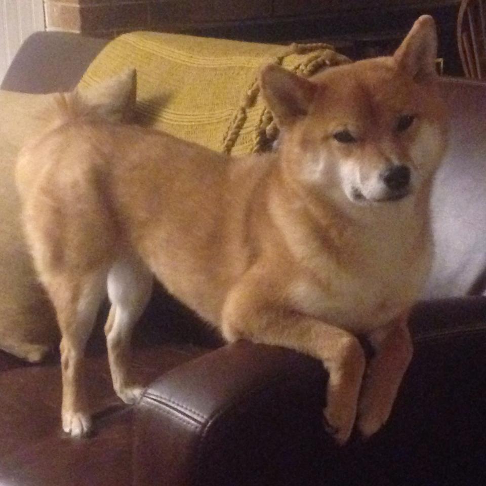 中国足球青少年足球场地建设项目启动,中国青少年足球发展计划领导办公室