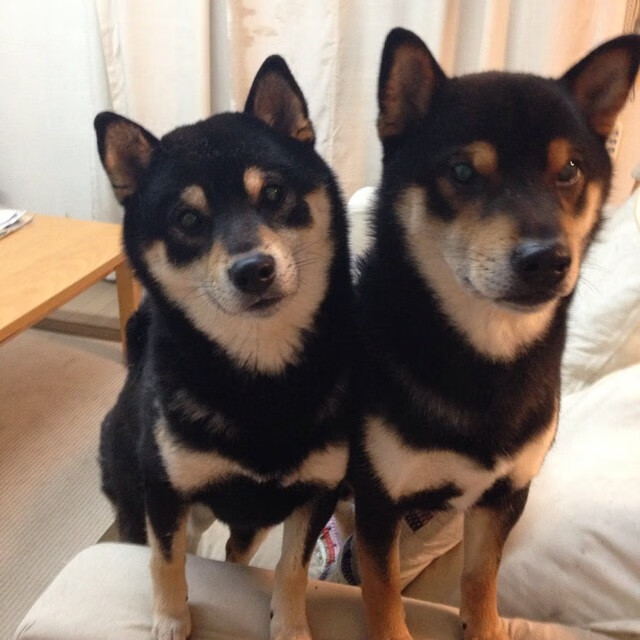 亚历克斯·格林伍德的球场控制力,令袋鼠队攻守兼备,亚历克斯-格林伍德