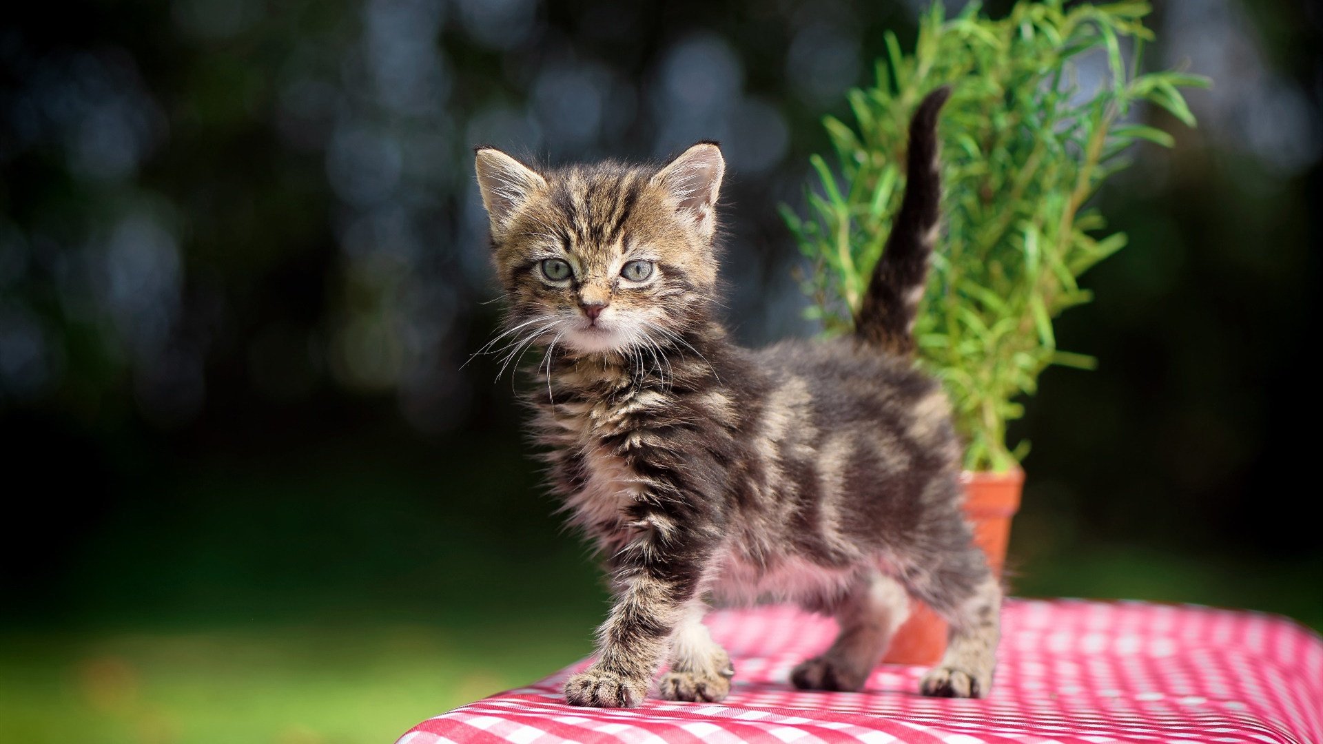 巴西青训体系持续升级,涌现众多足球新秀