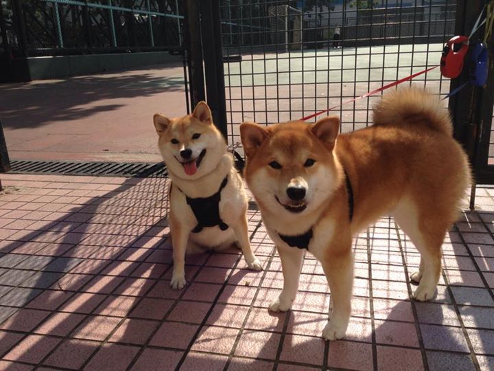 法甲联赛的商业创新案例研究，法甲联赛收入