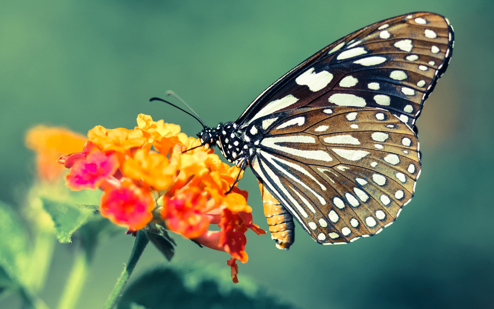 KAIYUNAPP-科特迪瓦男篮在非洲锦标赛中巅峰再现，粉碎历史纪录，科特迪瓦男篮排名