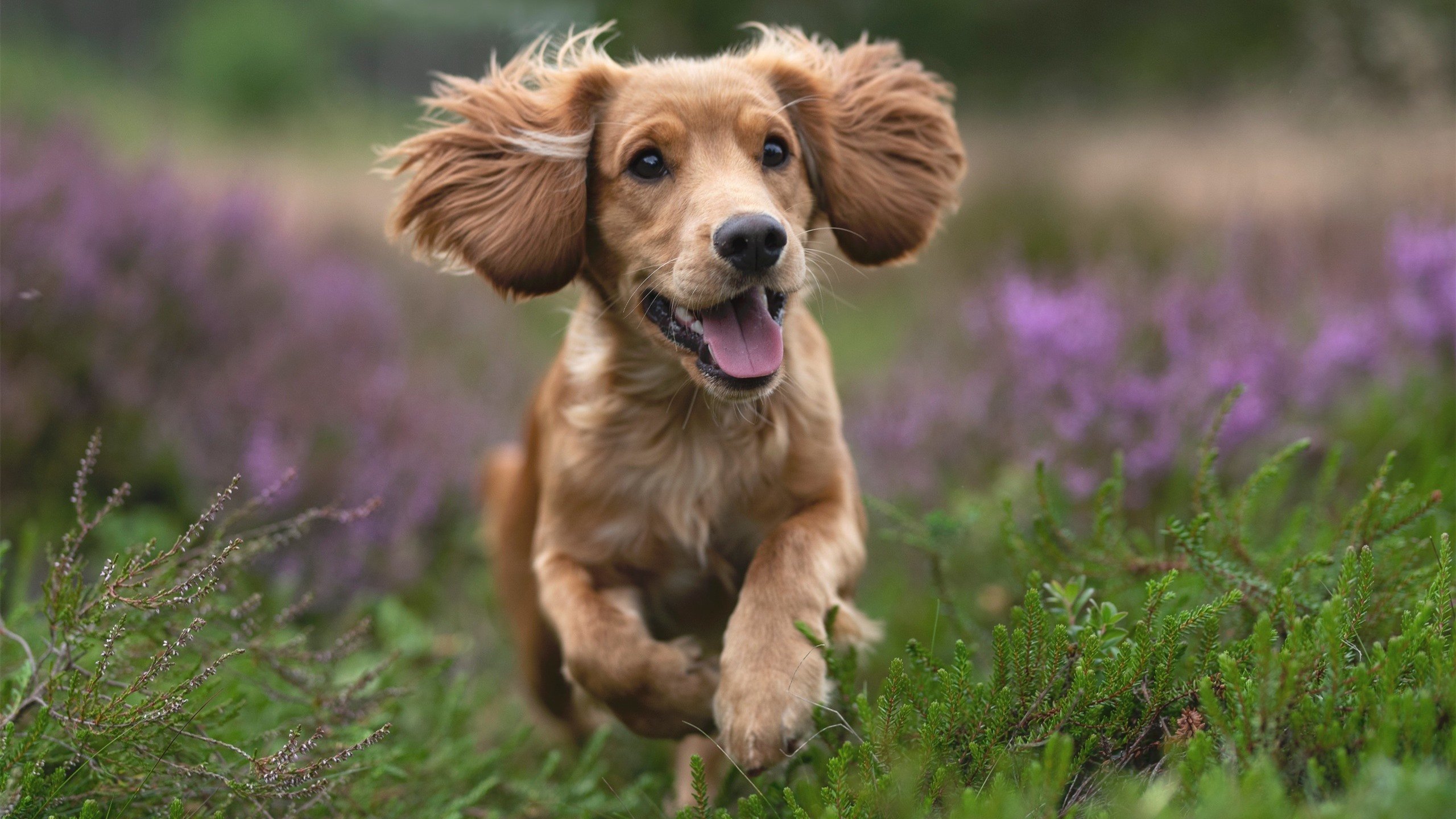 开云中国-阿根廷女篮在南美锦标赛中表现优异，继续巩固地区霸主地位