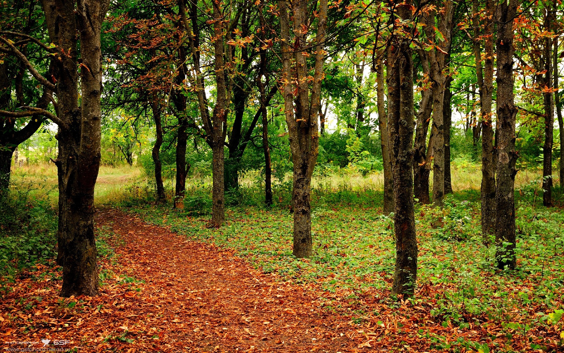 阿根廷女篮在南美锦标赛中表现优异,继续巩固地区霸主地位